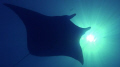   Giant Manta Ray cruises overead eclipses sunGerman Channel Palau  